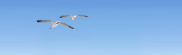 Masthead